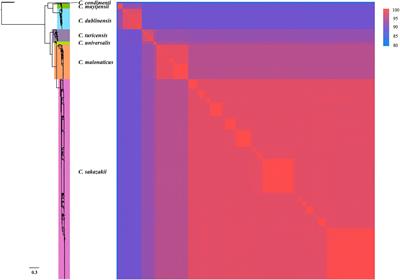 Detection of Genus and Three Important Species of Cronobacter Using Novel Genus- and Species-Specific Genes Identified by Large-Scale Comparative Genomic Analysis